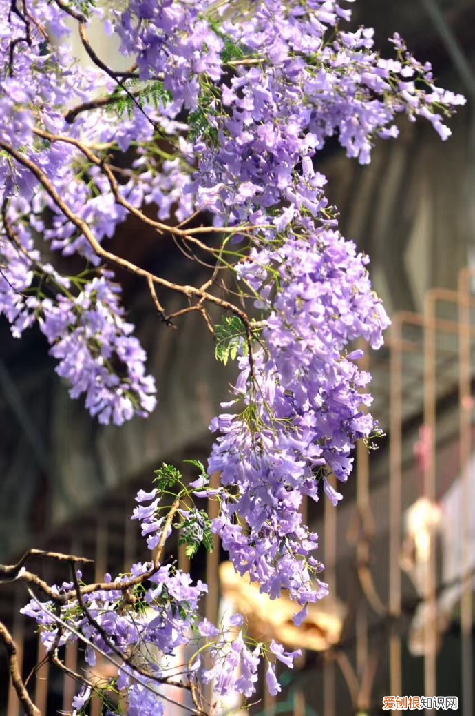 春游赏花，都是什么花