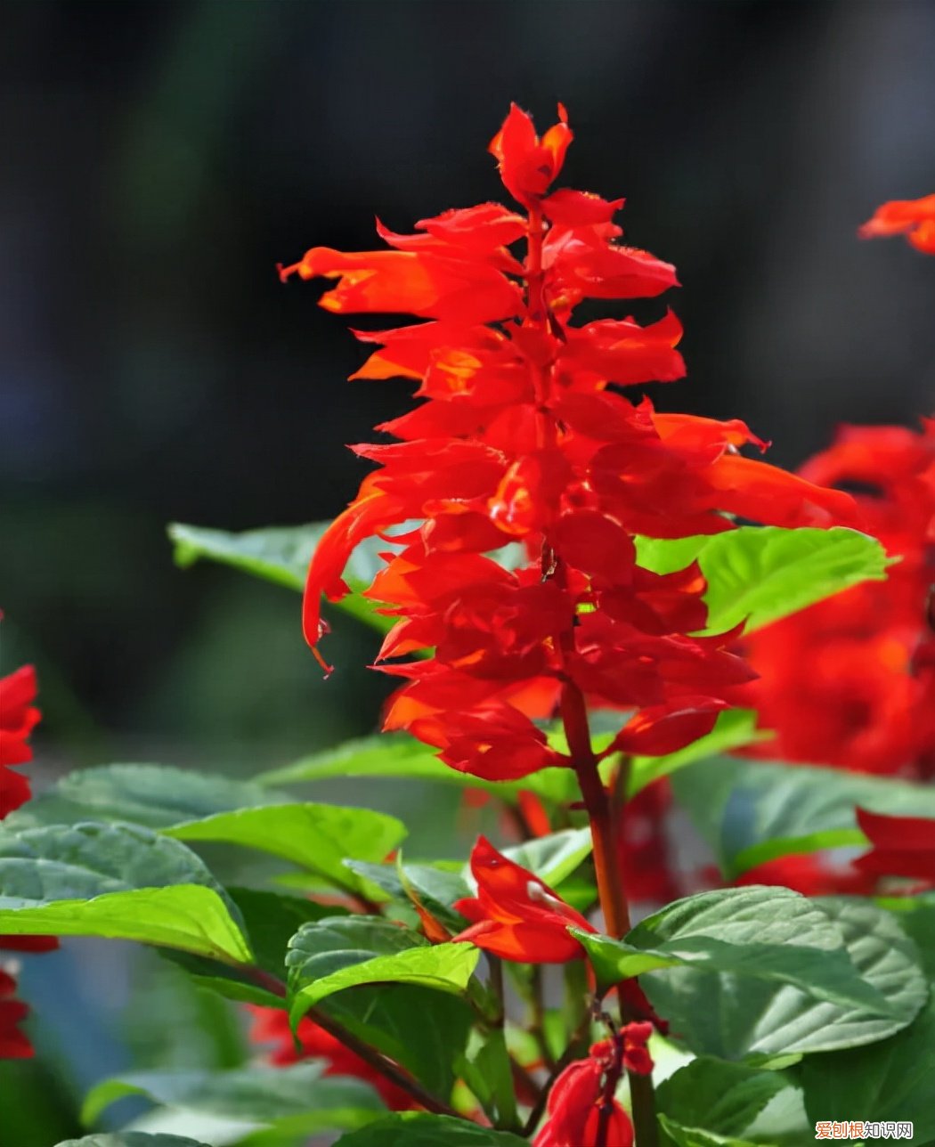 春游赏花，都是什么花