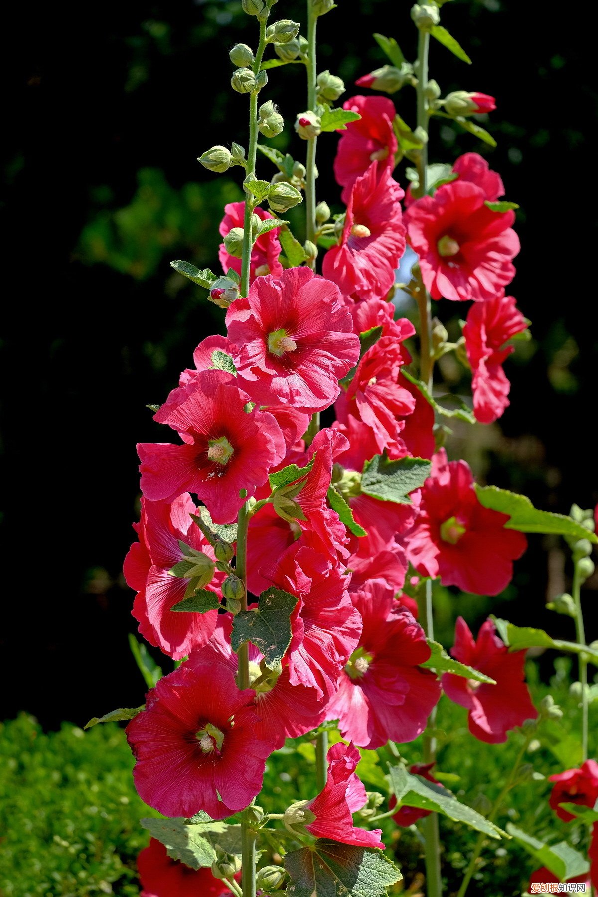 春游赏花，都是什么花