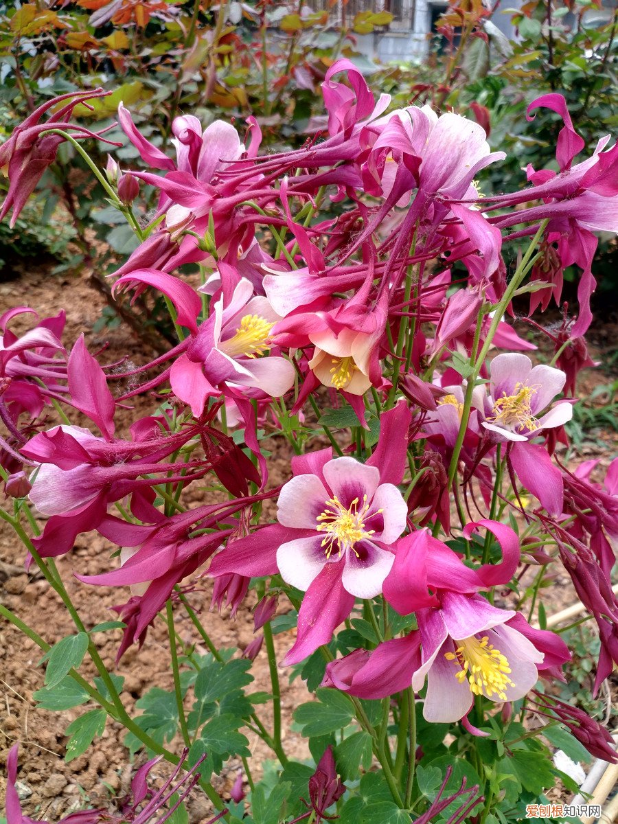 春游赏花，都是什么花