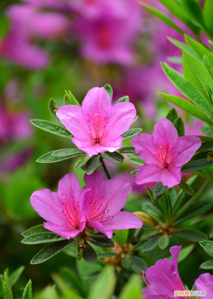 春游赏花，都是什么花