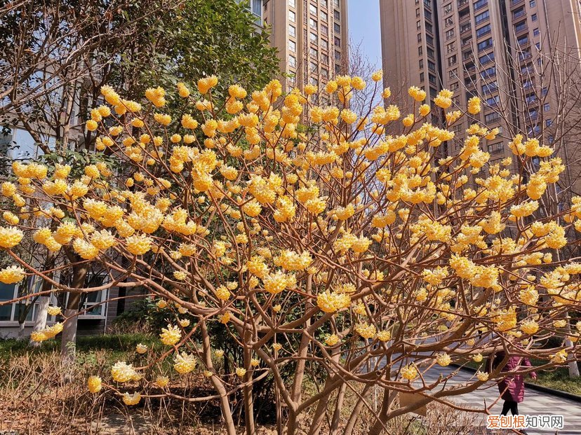 春游赏花，都是什么花