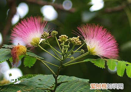 春游赏花，都是什么花