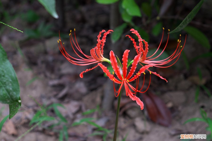 春游赏花，都是什么花