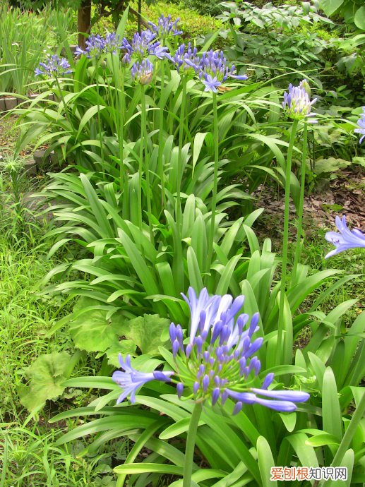 春游赏花，都是什么花