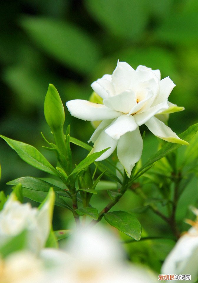 春游赏花，都是什么花