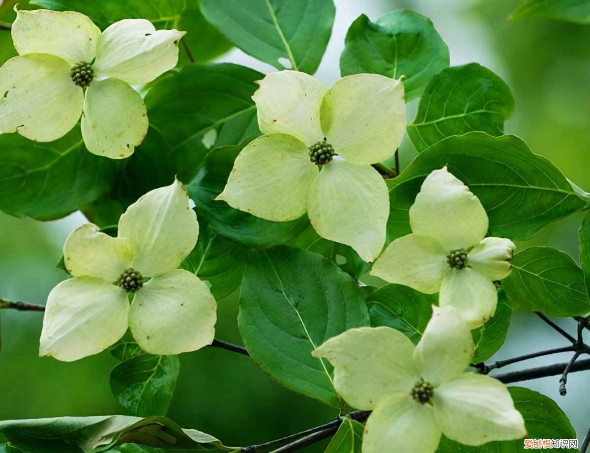 春游赏花，都是什么花