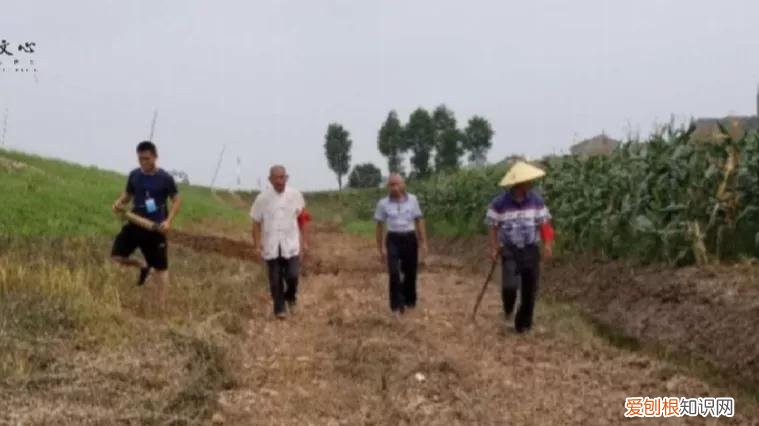 “土坑酸菜”事件影响13万人生计