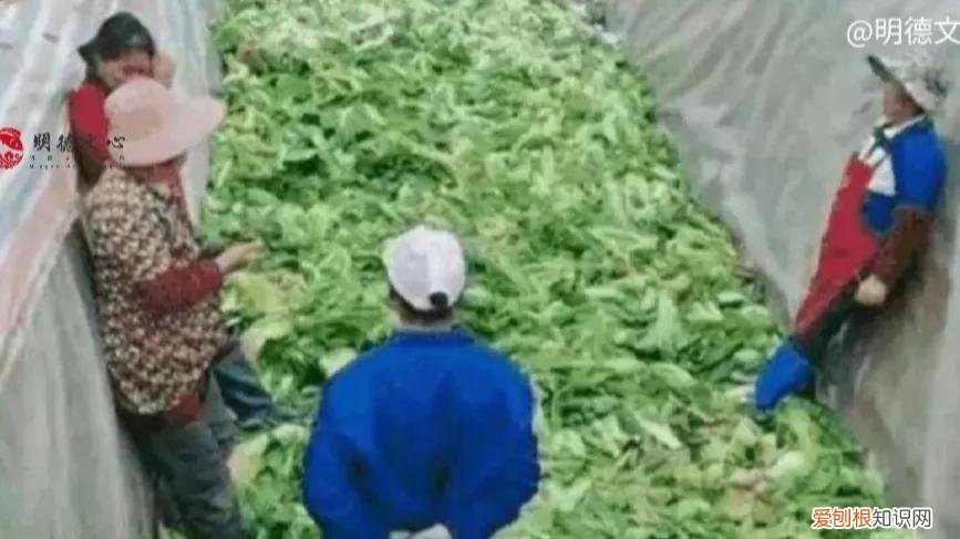 “土坑酸菜”事件影响13万人生计