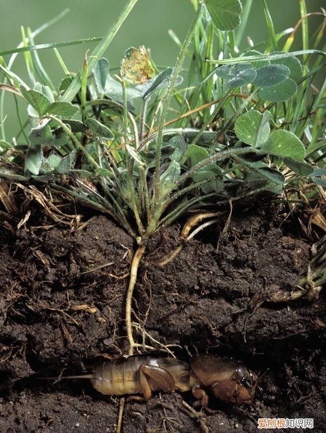 关于蝼蛄的昆虫