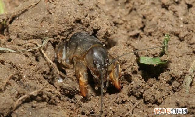 关于蝼蛄的昆虫