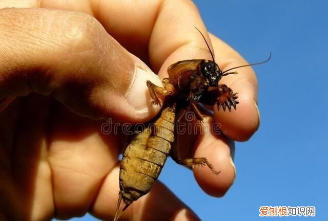 关于蝼蛄的昆虫