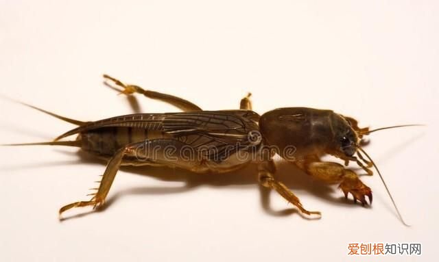 关于蝼蛄的昆虫