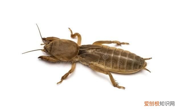 关于蝼蛄的昆虫