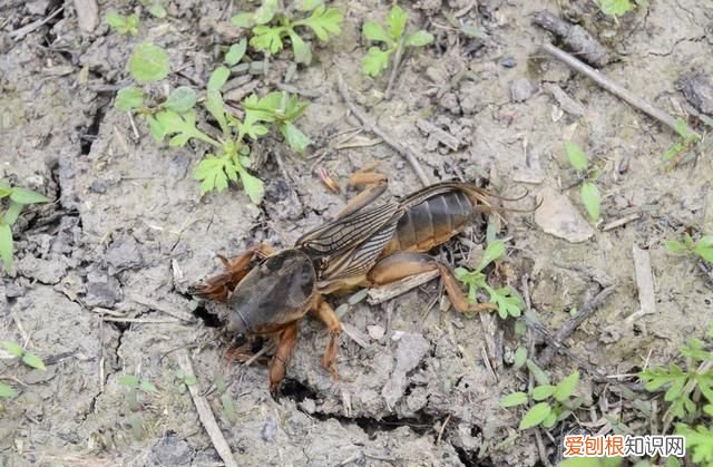 关于蝼蛄的昆虫