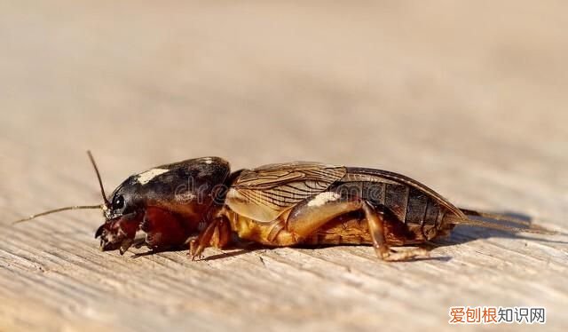 关于蝼蛄的昆虫