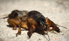 关于蝼蛄的昆虫