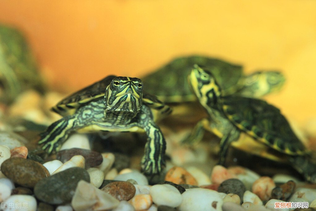 巴西龟平时都可以吃什么食物