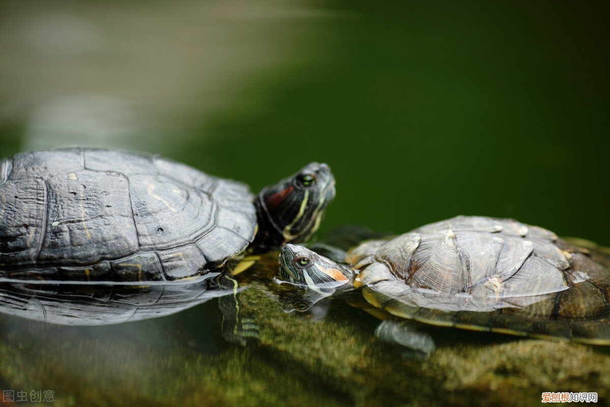 巴西龟平时都可以吃什么食物