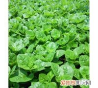 蔬菜有哪些品种，绿叶蔬菜有哪些品种