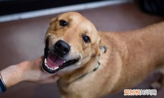 狗狗吃太多火腿肠会怎么样，小狗吃撑了肚子特别大怎么办