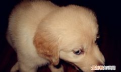 狗狗吃太多火腿肠会怎么样，小狗吃撑了肚子特别大怎么办