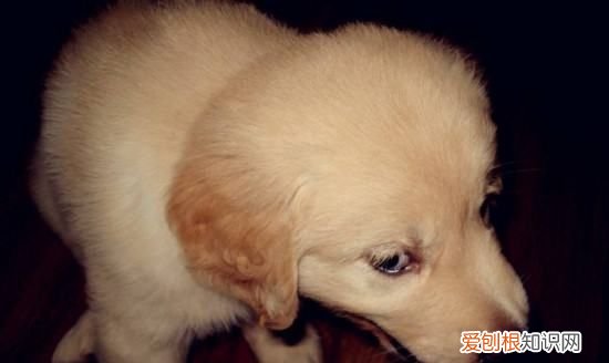 狗狗吃太多火腿肠会怎么样，小狗吃撑了肚子特别大怎么办