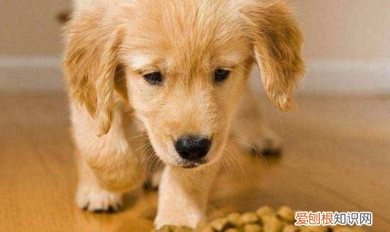 狗狗吃太多火腿肠会怎么样，小狗吃撑了肚子特别大怎么办