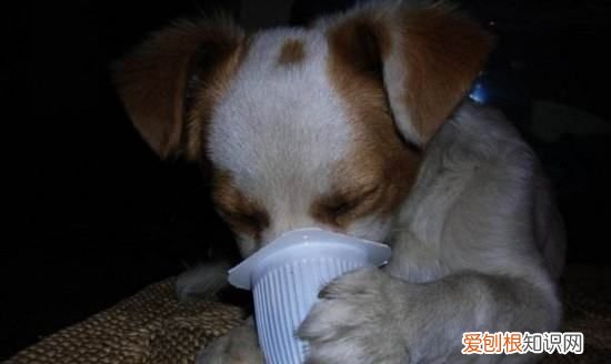 狗狗吃太多火腿肠会怎么样，小狗吃撑了肚子特别大怎么办