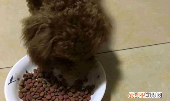 狗狗吃太多火腿肠会怎么样，小狗吃撑了肚子特别大怎么办