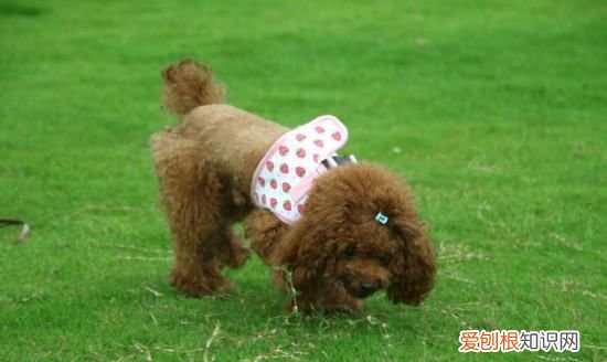 狗狗吃太多火腿肠会怎么样，小狗吃撑了肚子特别大怎么办