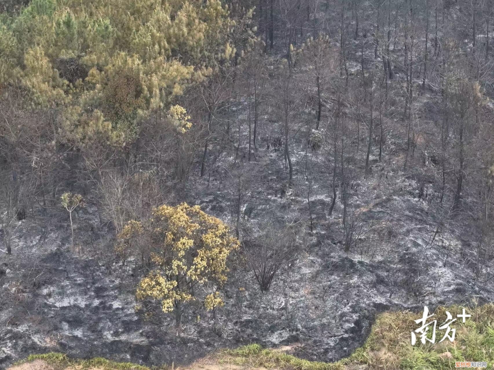 彻夜搜救！东航坠机现场发现更多飞机残骸，尚未发现机上失联人员