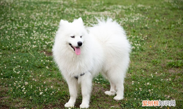 小狗的本领有哪些,小狗有什么本领和特点