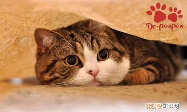 猫咪吐不出毛球怎么办,猫咪吐毛球吐不出来怎么办?