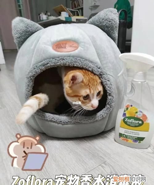 猫咪死活不进猫窝,猫不肯进猫包怎么办