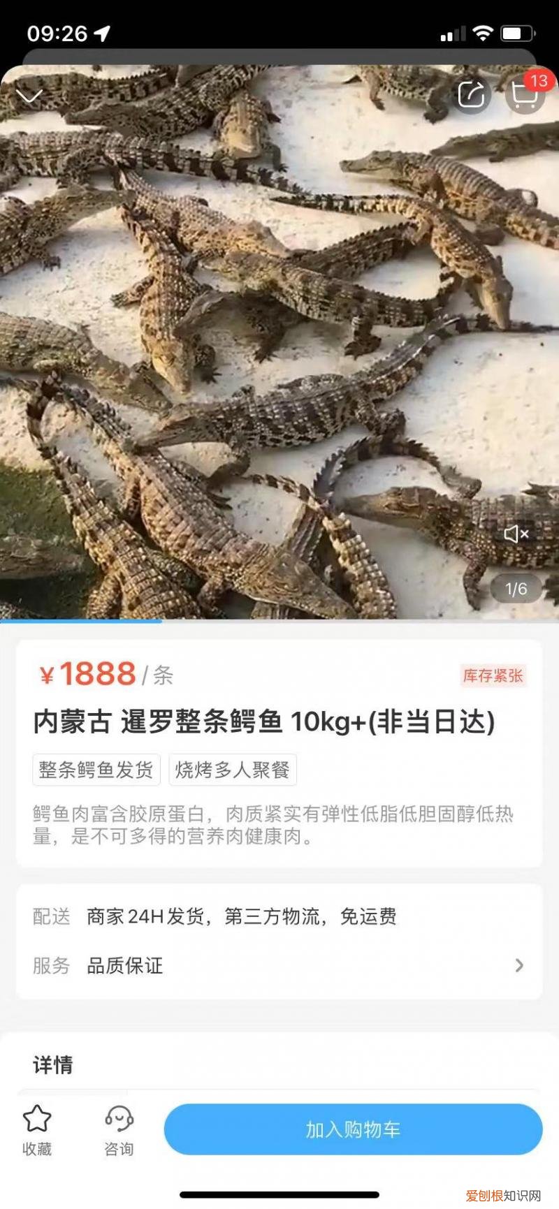 盒马回应所售鳄鱼被砍后复活,就问你新鲜不新鲜。