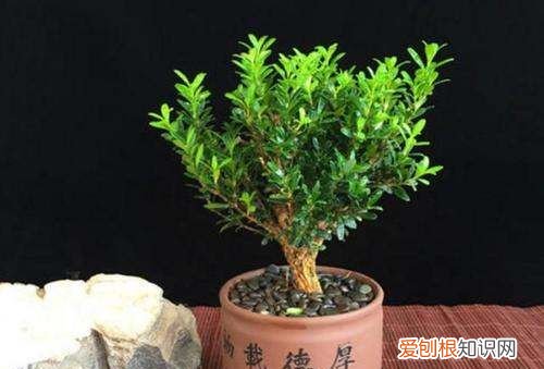 小叶赤楠叶子可以全剪掉吗,小叶赤楠叶子干枯脱落还能救活