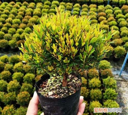 小叶赤楠叶子可以全剪掉吗,小叶赤楠叶子干枯脱落还能救活