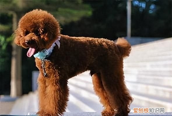 泰迪月经期多长时间，泰迪狗第一次来月经要来几天