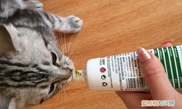 猫化毛膏吃多了怎么办,猫咪化毛膏吃多了怎么办?