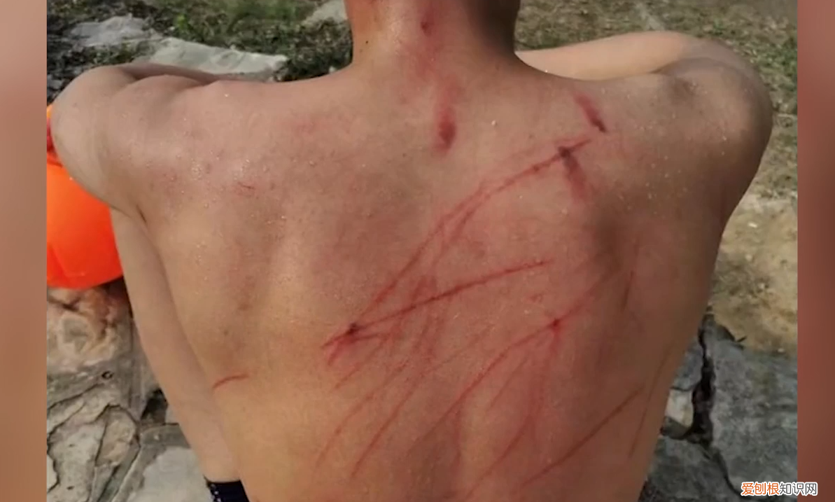 体育生游泳被黑天鹅吊打 满背伤痕