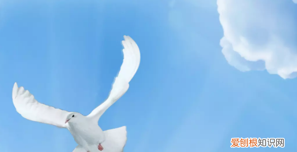 PS选区要如何复制，photoshop里面复制选区命令是什么