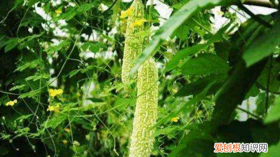 春天露地种什么蔬菜,春季适合种什么蔬菜