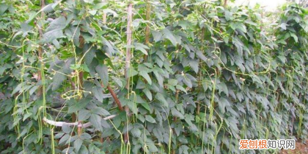 春天露地种什么蔬菜,春季适合种什么蔬菜