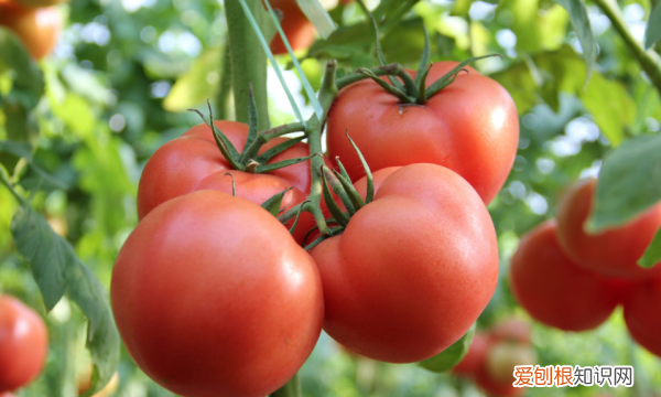 春天露地种什么蔬菜,春季适合种什么蔬菜