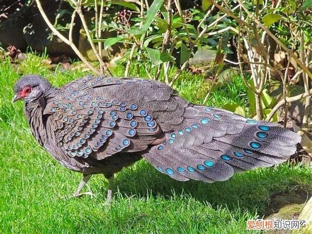 世界上的8种孔雀雉
