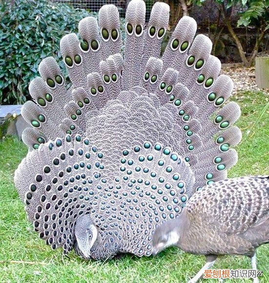 世界上的8种孔雀雉