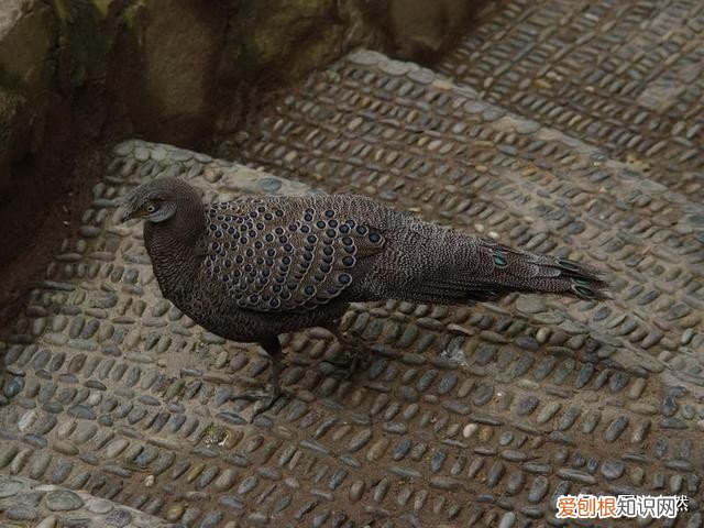 世界上的8种孔雀雉