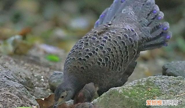 世界上的8种孔雀雉