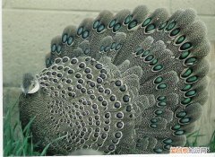 世界上的8种孔雀雉